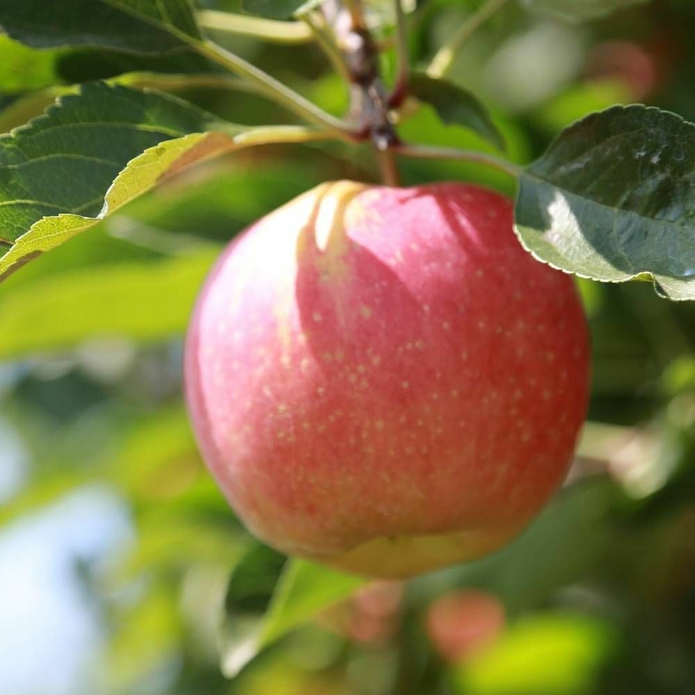 Pommier colonnaire vaux le vicomte® 'delcosu' pot de 7,5l - 80/100 cm