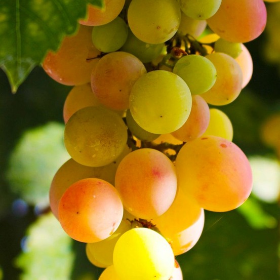 Vigne 'pied de perdrix' (vitis vinifera 'pied de perdrix')