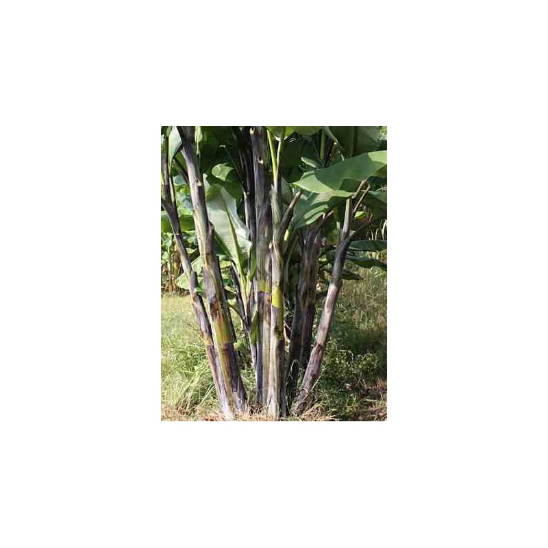 Musa nagensium (bananier à tronc violet)   rouge - taille pot de 15 litres ? 160/180 cm