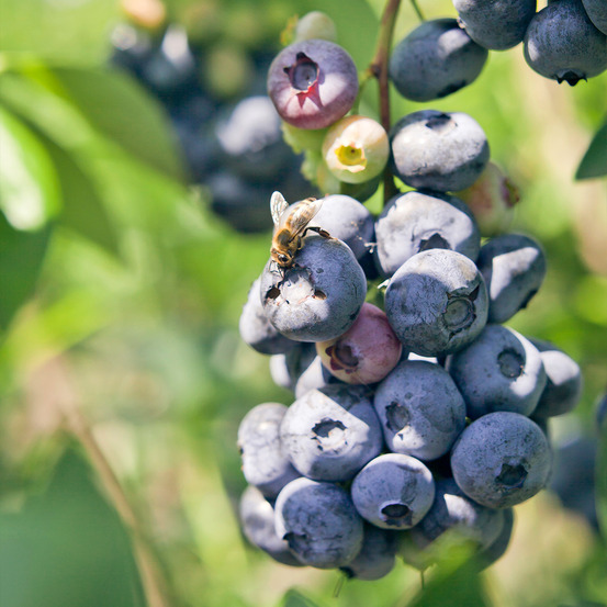 Myrtille d'amérique 'blue pearl' pot de 4l/5l