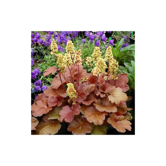 Heuchere blondie godet - 5/20 cm