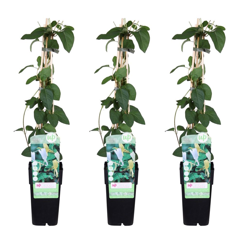 3x - lonicera japonica 'halliana' - h65 cm - ø15 cm - plante d'extérieur