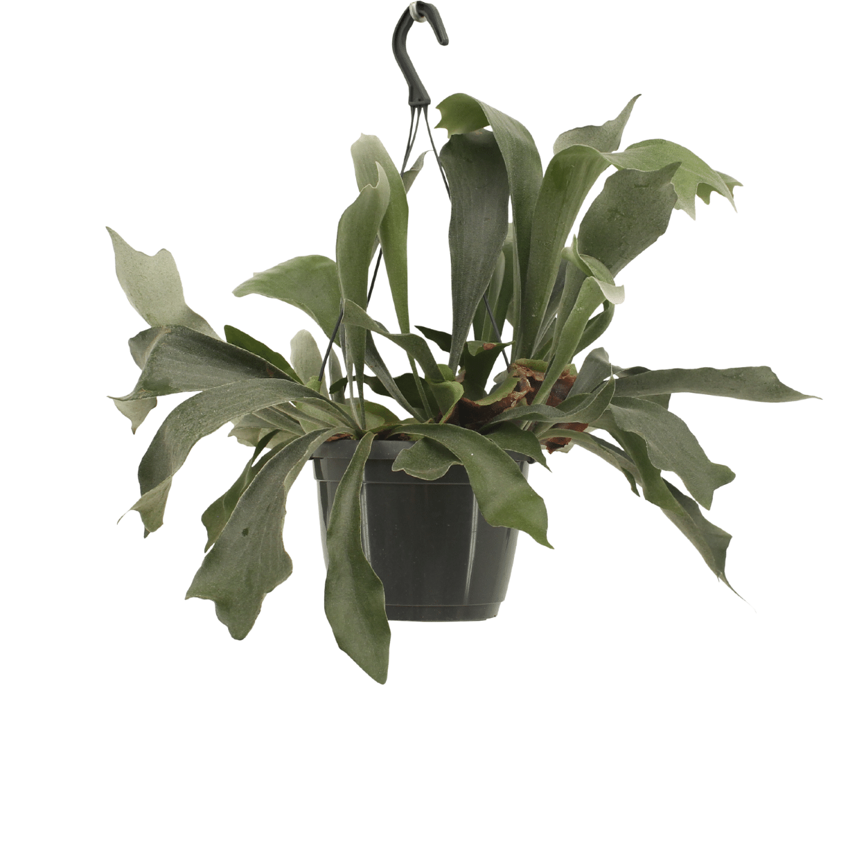 Plante d'intérieur - platycerium 30cm