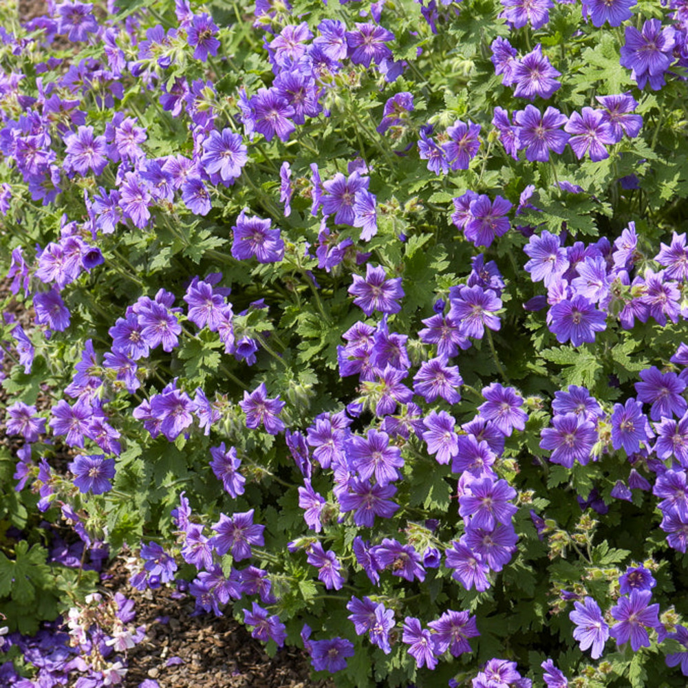 Géranium vivace rosemoor - le pot / ø 9cm