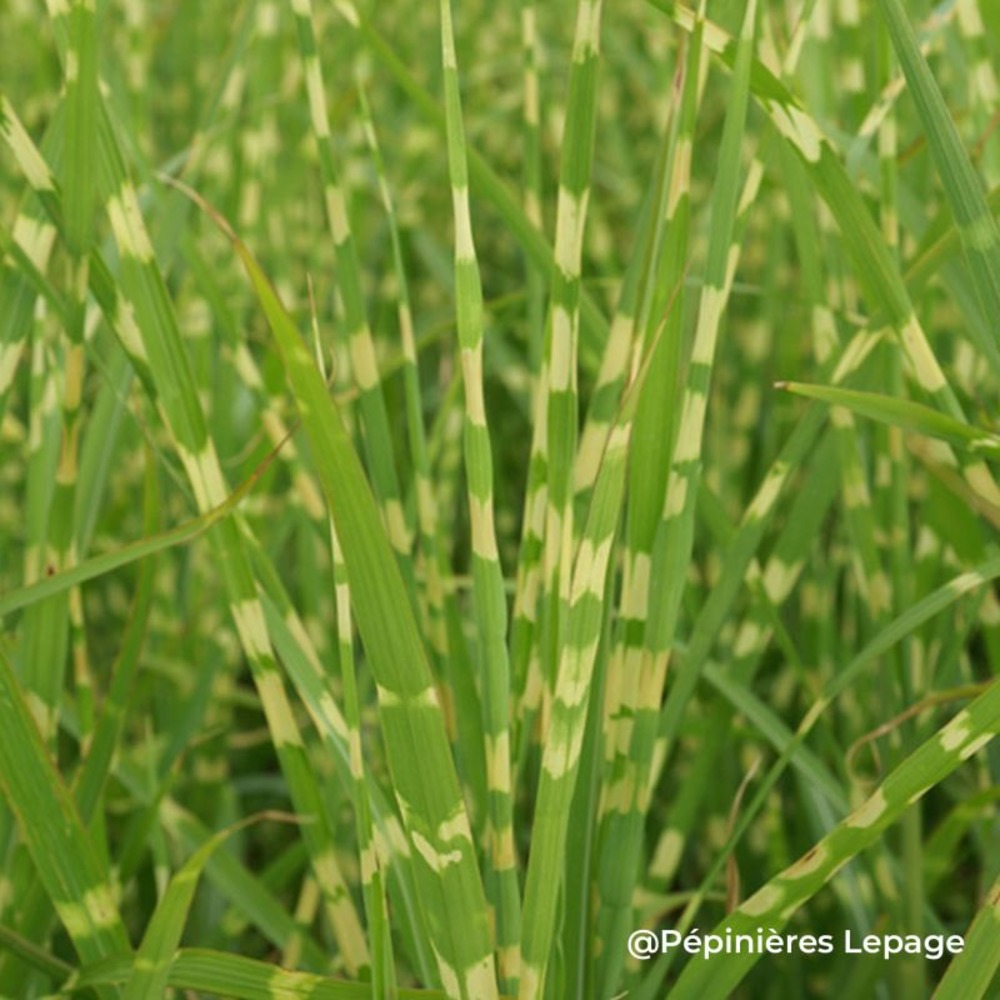 3 herbes à éléphant 'strictus' (miscanthus sinensis 'strictus')