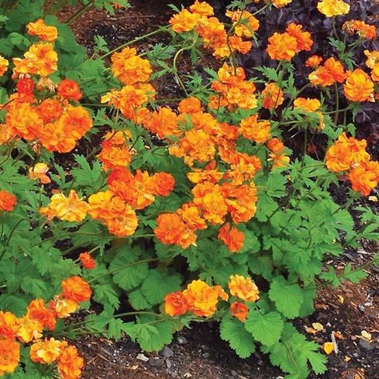 Benoite 'fire storm' godet de 8/9 cm
