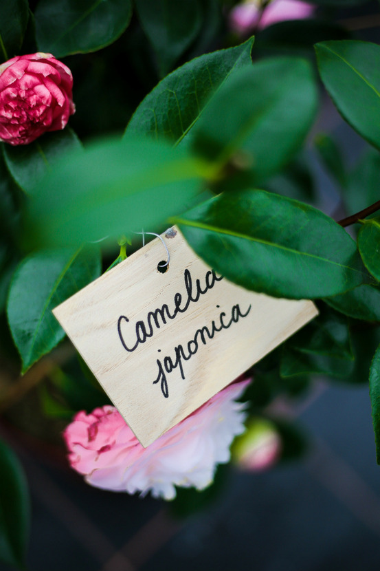 Rectangle châtaigner - plusieurs tailles taille étiquette - rectangle 7.5 cm x 10.5 cm