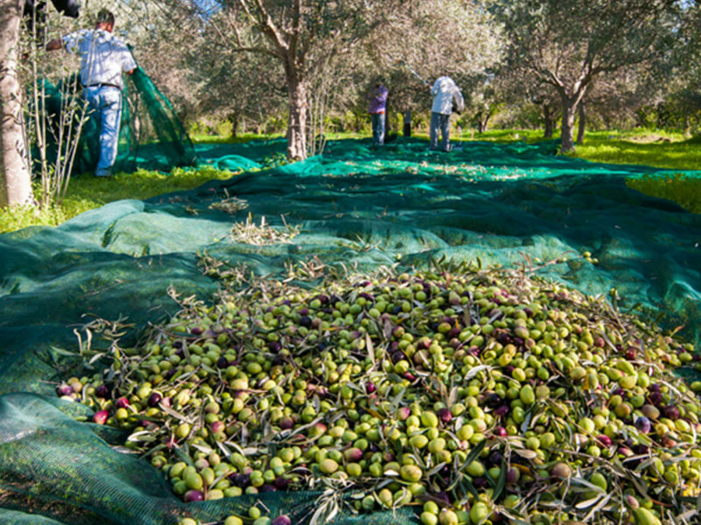 Filet de récolte pantalon 50gr/m² vert 12m x 12m