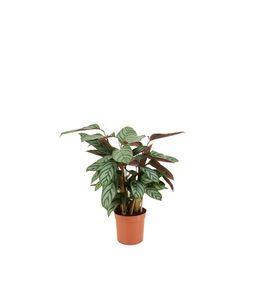 Calathea compactstar - plante d'intérieur - facile d'entretien - purifiante - h. 30-40 cm