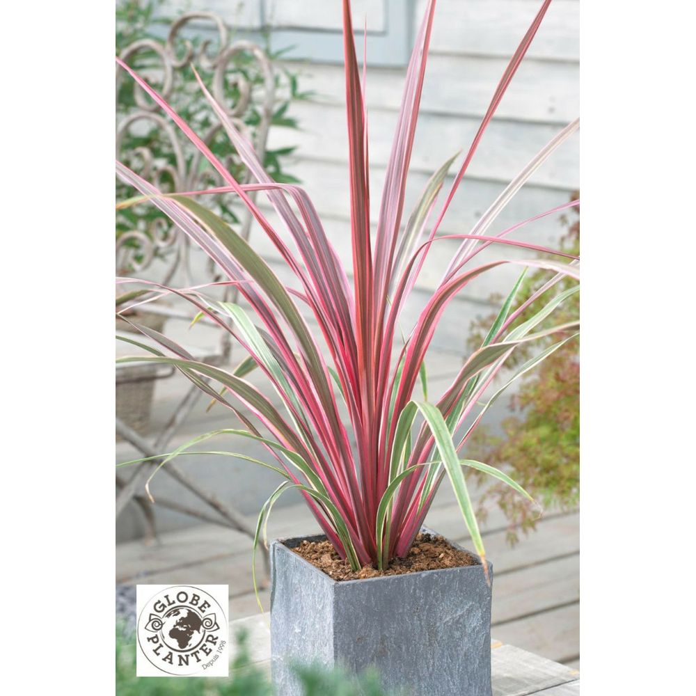 Cordyline 'can can' - en pot de 3 litres