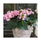 Hortensia you&me® romance 'rie 09'/hydrangea macrophylla you&me® romance 'rie 09'[-]pot de 1,3l - 20/60 cm