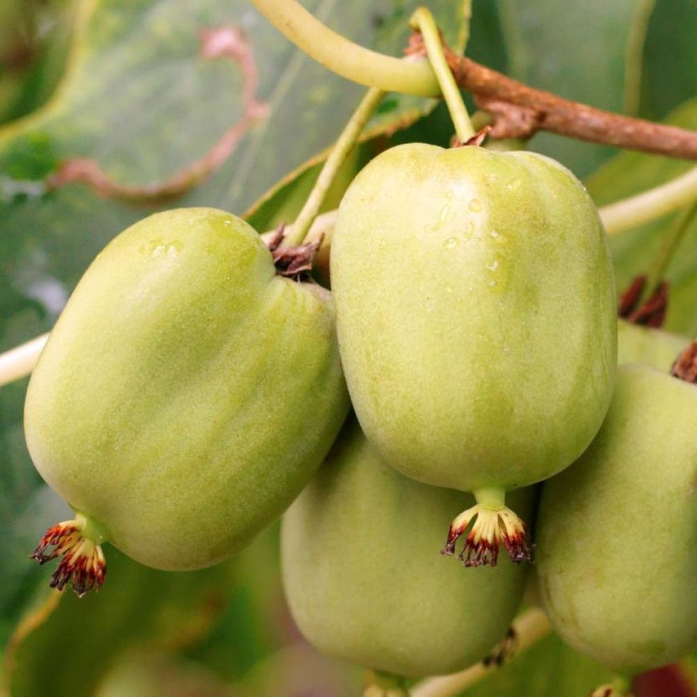 Kiwi, kiwai 'kokuwa' auto-fertile pot de 2l/3l