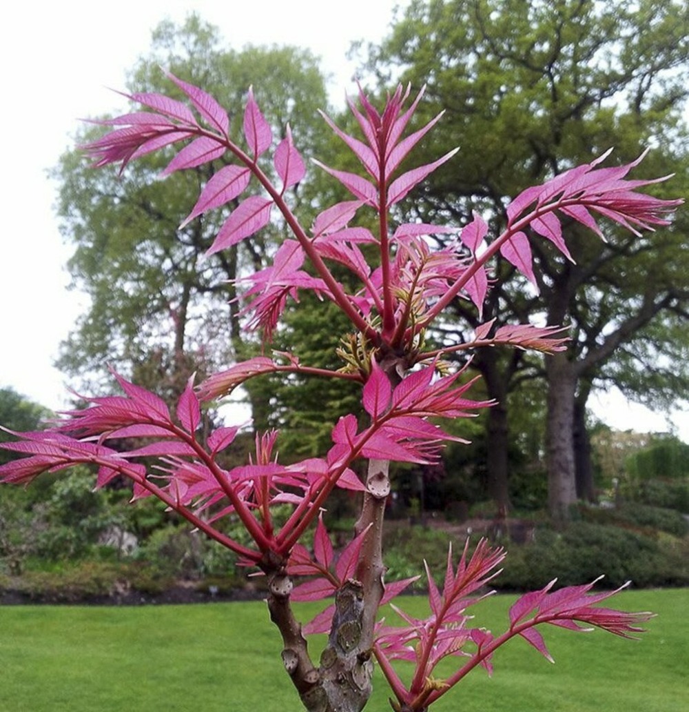 Acajou de chine 'flamingo' pot de 2l/3l