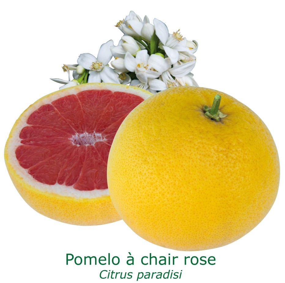 Pomelos a chair rose bio tailles:pot de 3 litres, hauteur 30/40 cm