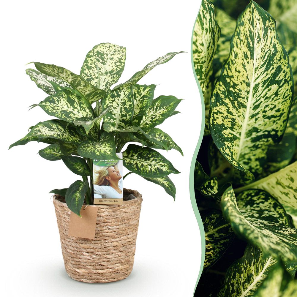 Diefenbachia compacta - dieffenbachia - pot de 17cm - hauteur 45-50cm - plantes d'intérieur