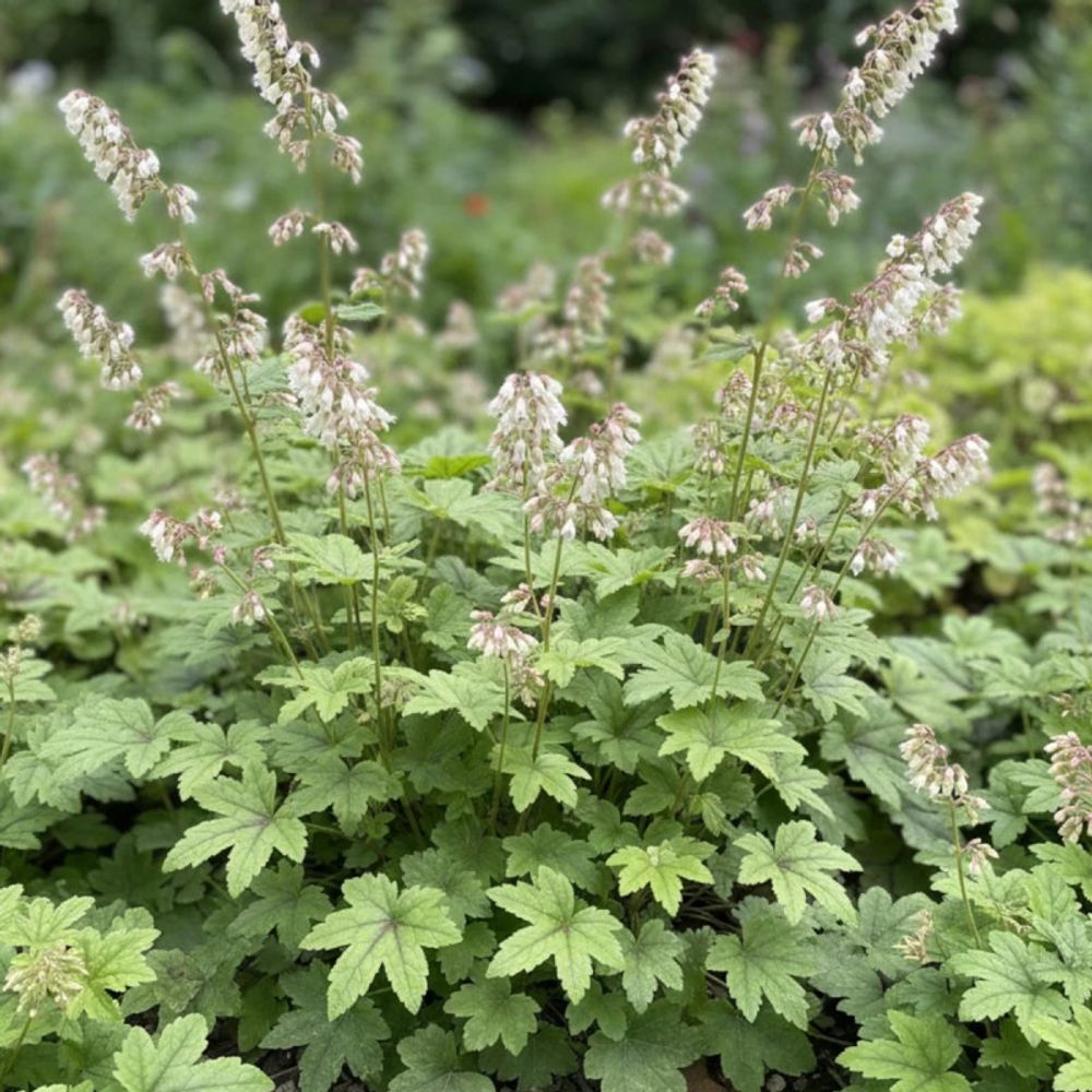 Heucherella kimono® lot de 9 godets