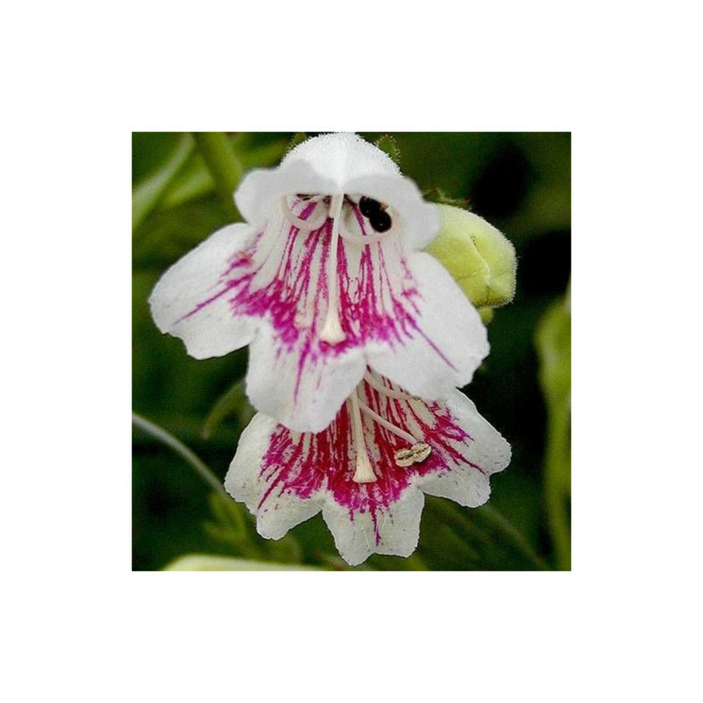 Penstemon mother of pearl godet - 5/20 cm