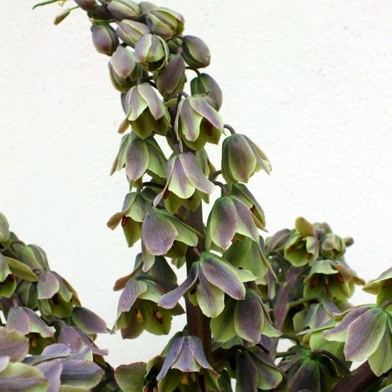 Fritillaire de perse 'green dreams' bulbe calibre 20+