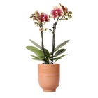 Orchidées colibri | orchidée phalaenopsis rouge jaune - espagne + pot décoratif glacé cognac - taille du pot 9cm - 40cm de haut
