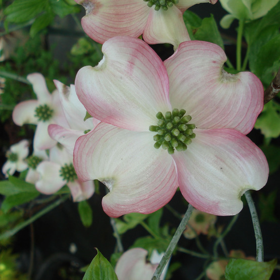 Cornus florida 'cherokee chief' pot de 4l/5l