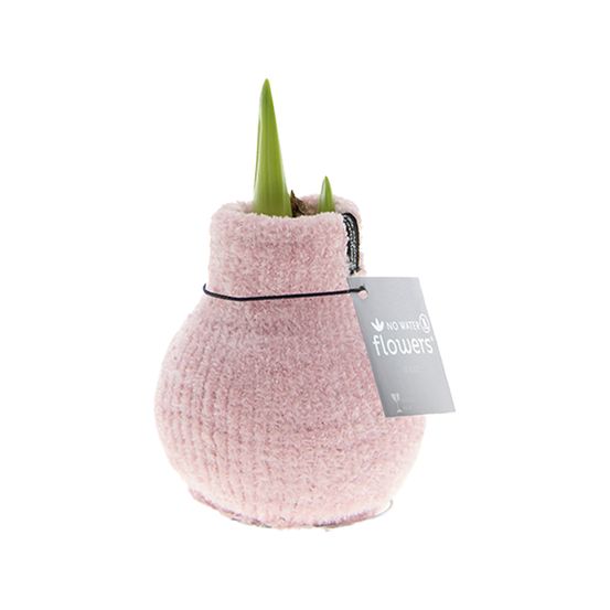 Bulbe d'amaryllis en cire - rose cosy - bulbe à fleurs - h. 15-25 cm à la livraison