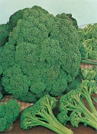 Chou brocoli arcadia hf1 - 1 g