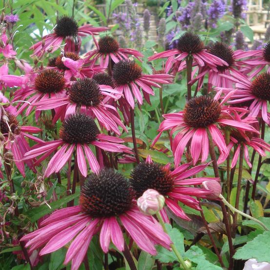 Rudbeckia pourpre 'pica bella' pot de 2l/3l