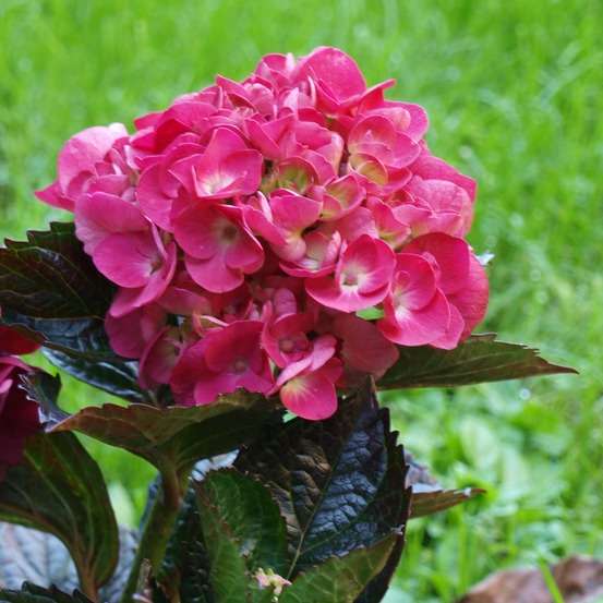 Hortensia 'merveille sanguine' pot de 2l/3l