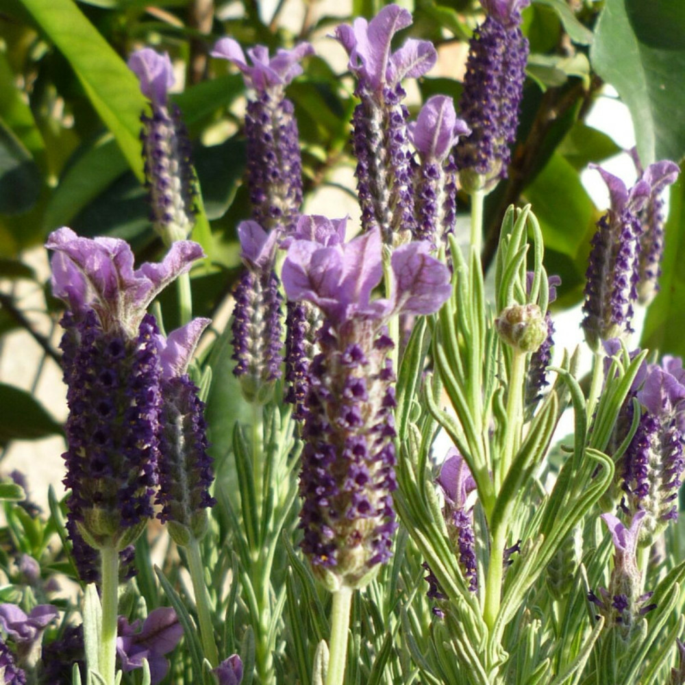 Lavande papillon willowvale pot de 7,5l - 60/80 cm