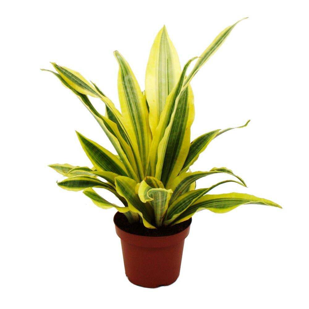 Sansevieria aubrytiana yellowstone