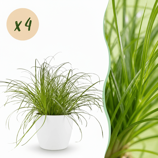 Cyperus alternifolius zumula - pet-friendly - pot de 12cm - hauteur 20cm - plantes d'intérieur