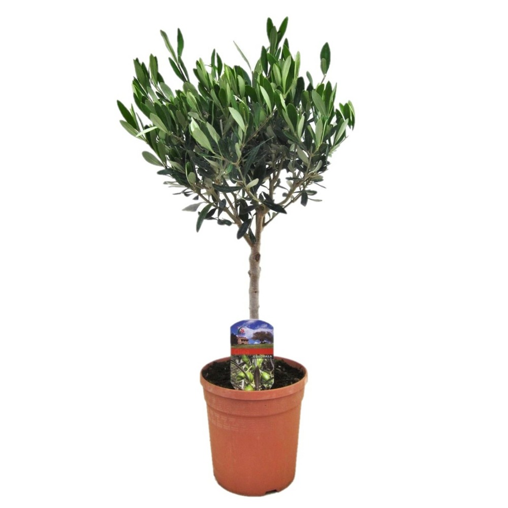 Olea europaea - olivier rustique sur tige - pot 17cm - hauteur 60-70cm