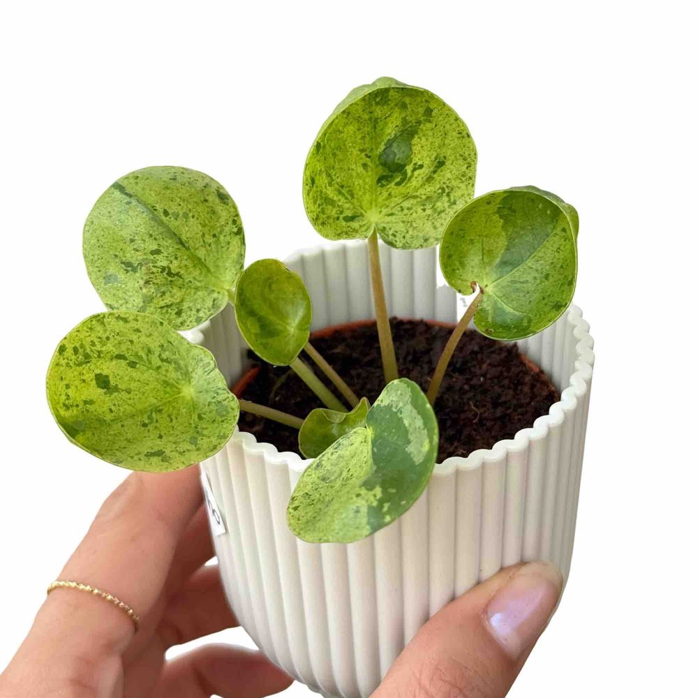 Pilea mojito - pot de 6cm