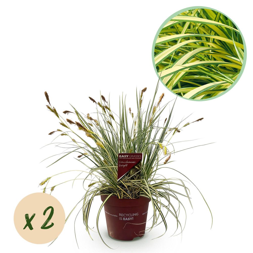 Laîche 'evergold' - lot de 2 - pot 17 cm - hauteur 50 cm