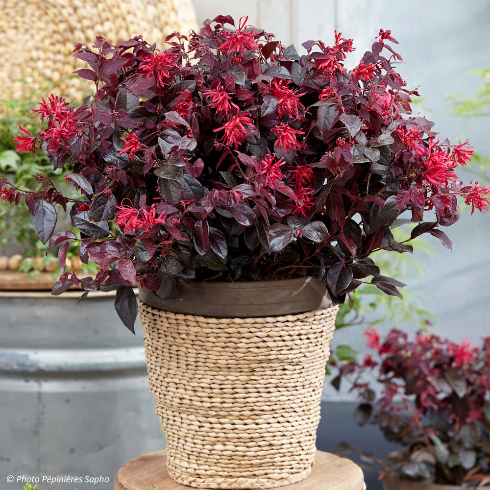 Loropetalum chinense 'ever red'® pot de 7,5l/10l