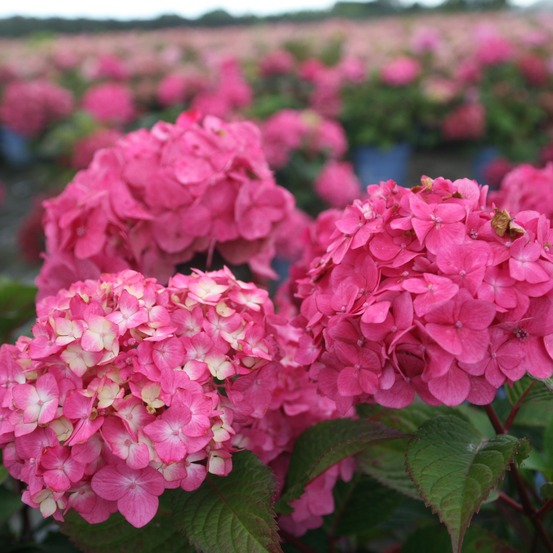 Hortensia 'endless summer'® bloomstar pot de 3l/4l
