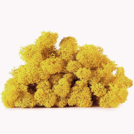 Lic/4061 lichen stabilisée citron box 4 kg