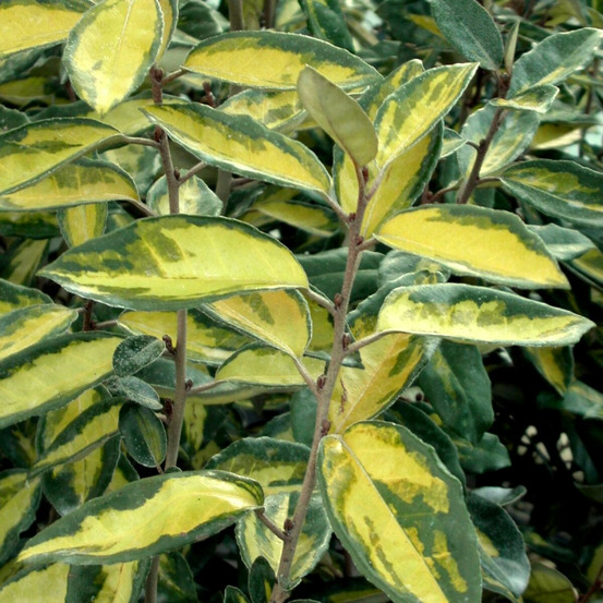 Elaeagnus panaché limelight, chalef pot de 3l - 40/60 cm
