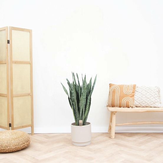 Sansevieria zeylenica - h110 cm - ø35 cm