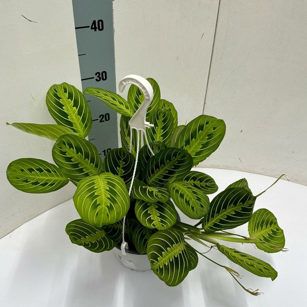 Maranta leuconeura 'fascinator' lemon vert clair hangpot - h40 cm - ø15 cm