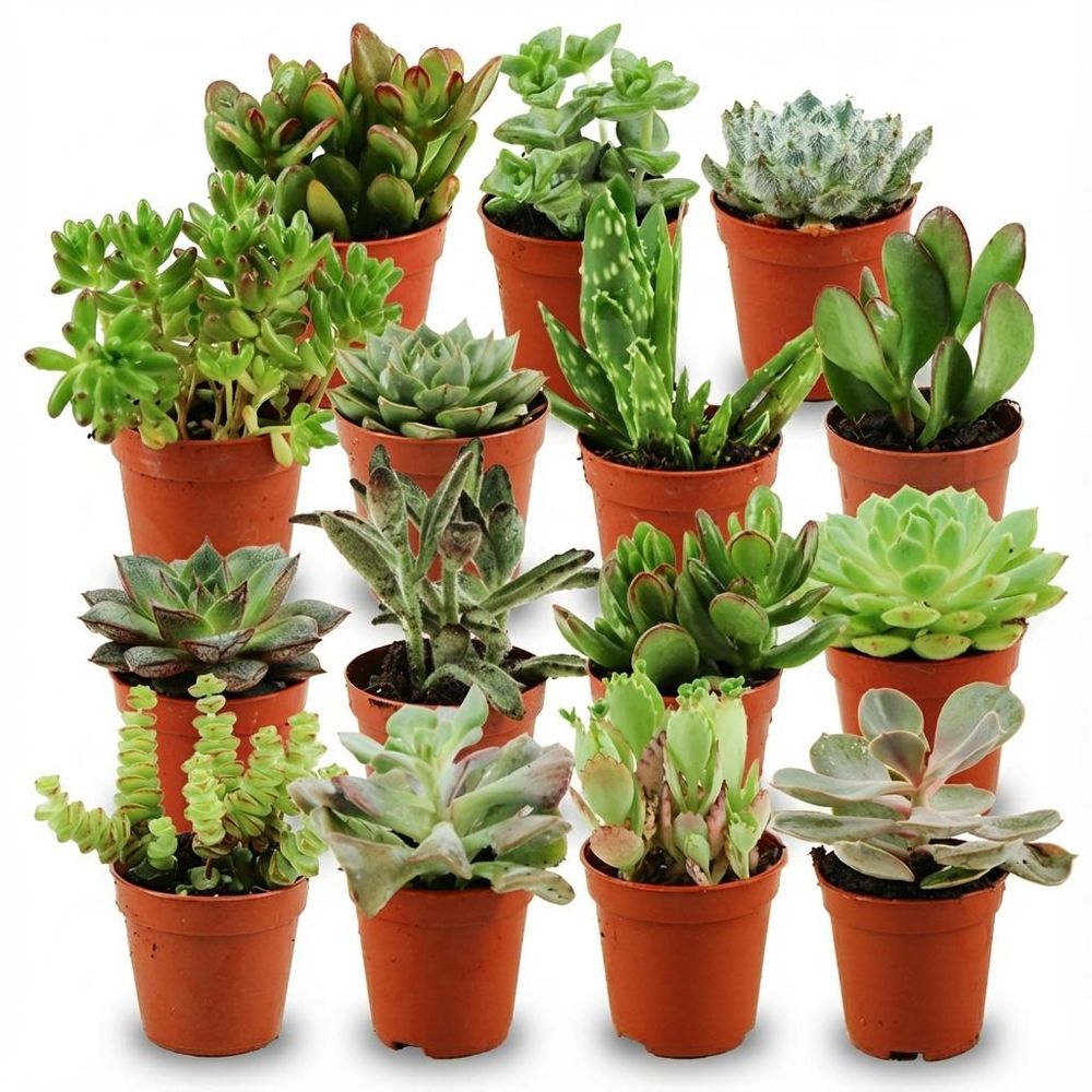 Mini plantes grasses - lot de 15 - ø5,5cm - ↕10cm - plante d’intérieur