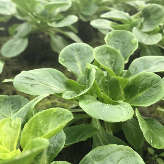 Graines de mâche verte de cambrai - vilmorin sachet