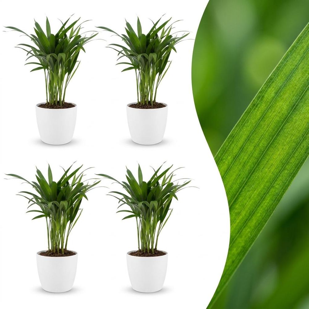 Areca lutescens - palmier areca - lot de 4 plantes - avec cache-pot blanc - pot ø12 cm, h 45 cm