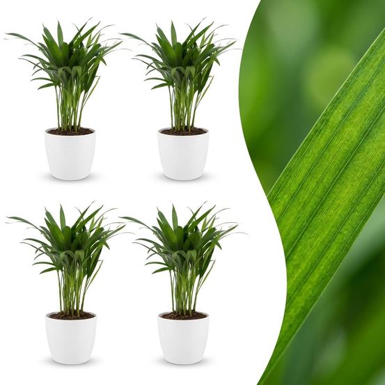 Areca lutescens - palmier areca - lot de 4 plantes - avec cache-pot blanc - pot ø12 cm, h 45 cm