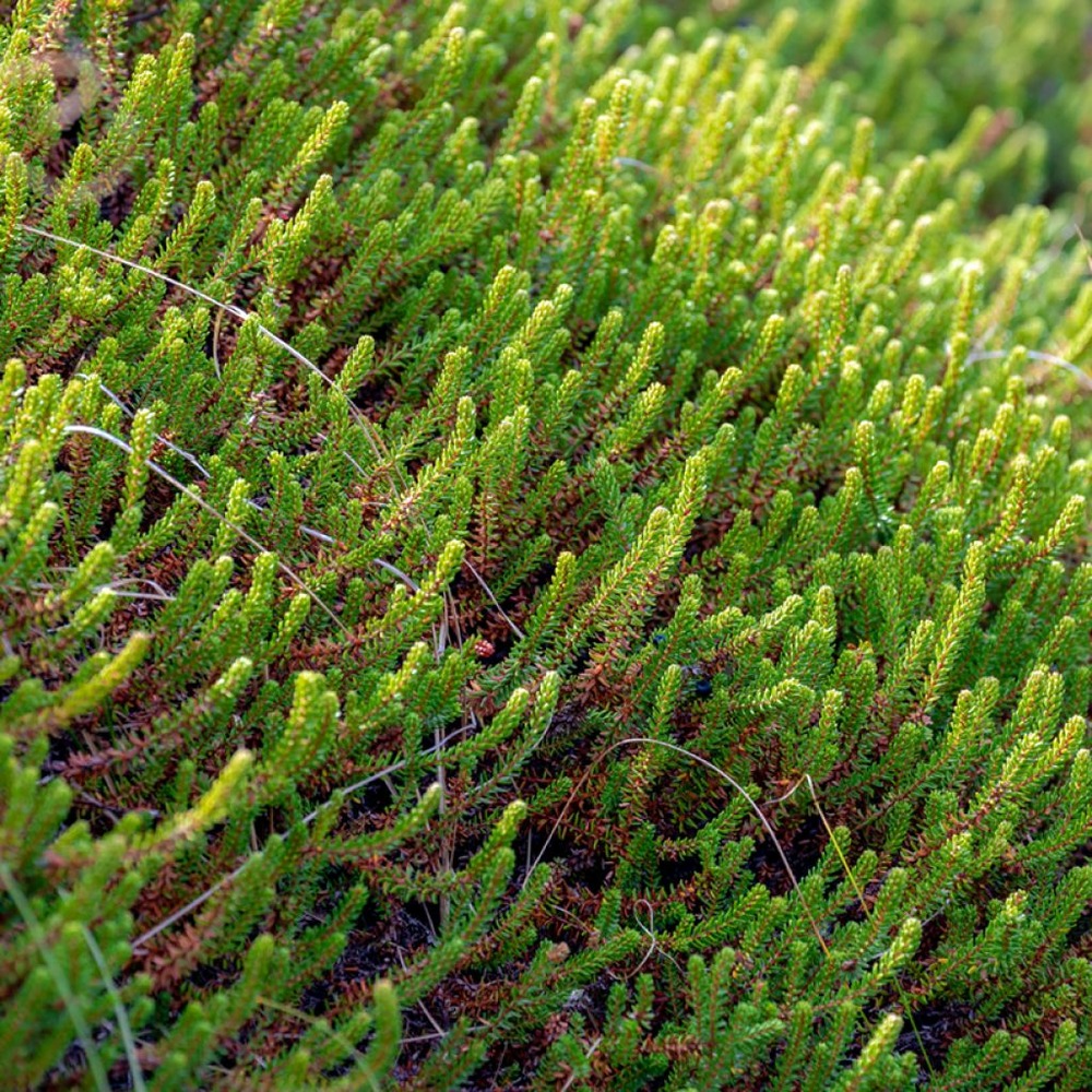 Camarine noire 'bernstein' pot de 10 cm/11cm