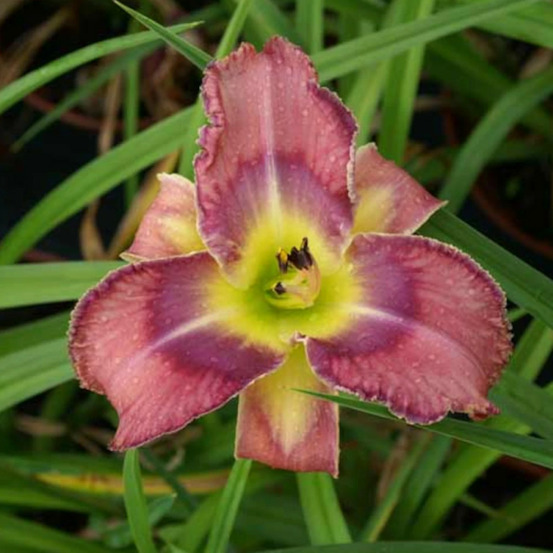 Hémérocalle mildred mitchell lot de 9 godets