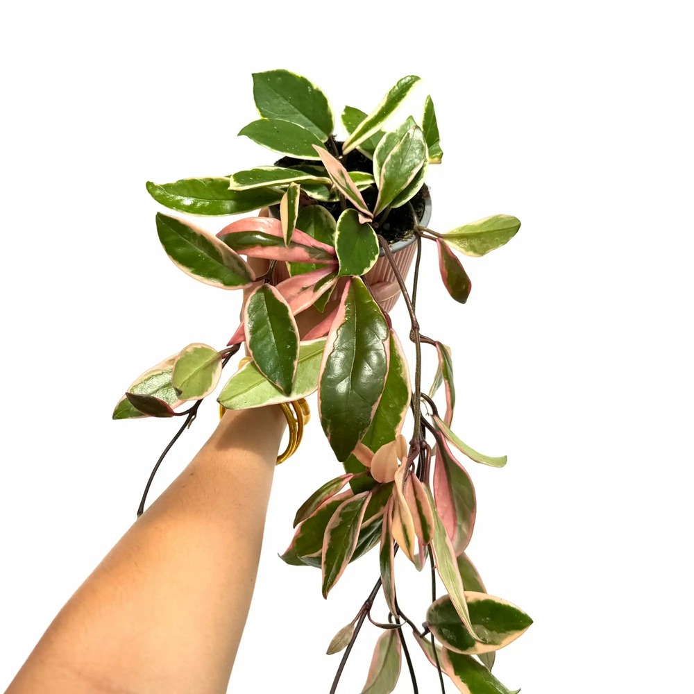 Hoya carnosa flamingo dream - pot de 11cm