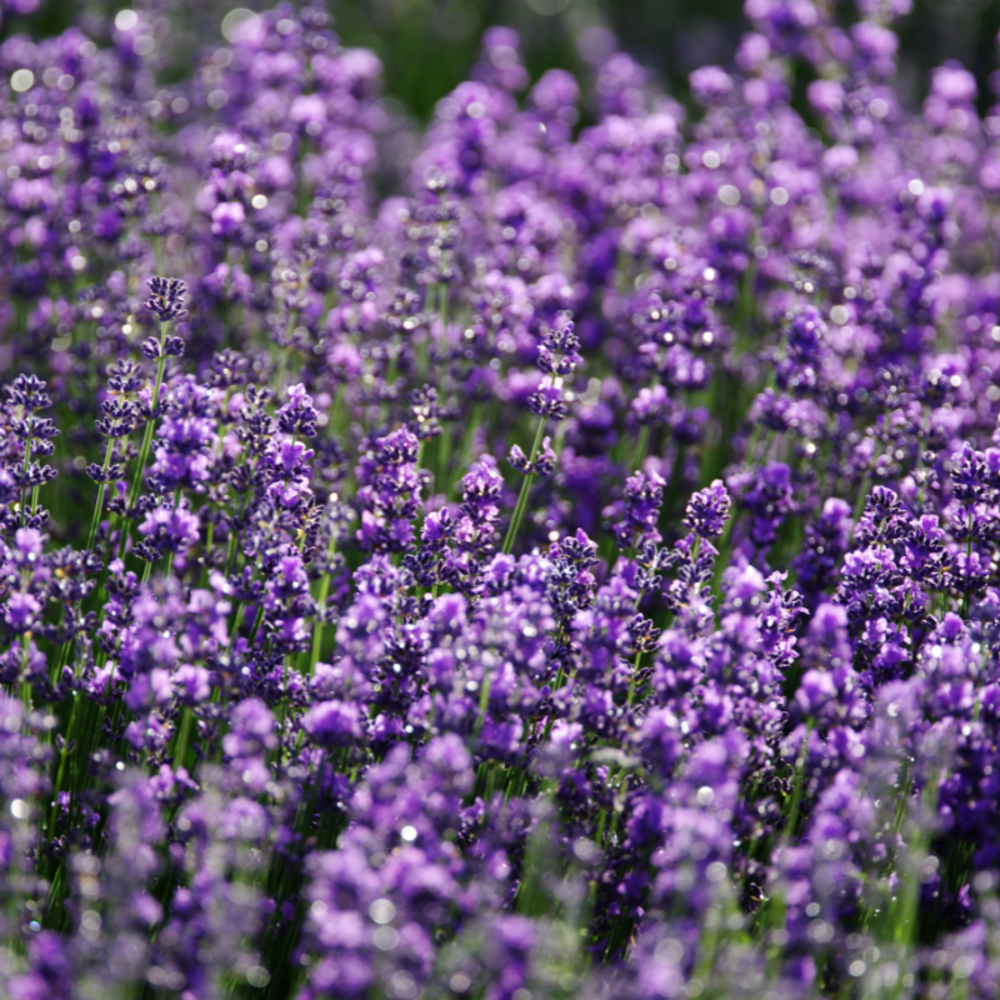 Lavande richard gray - 10 cm godet de 9 cm - argent