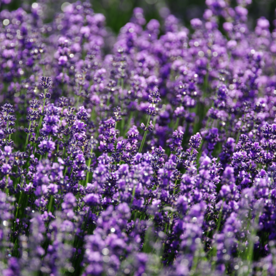 Lavande richard gray - 10 cm godet de 9 cm - argent