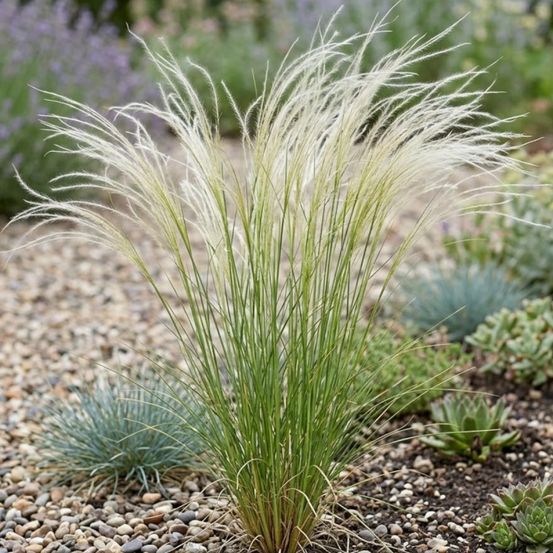 Stipa voile de mariée capillata lot de 9 godets